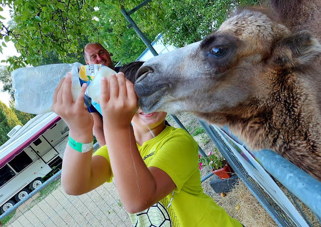 Állat és Cirkuszpark Ráckeve - Hamburger