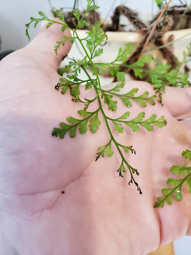 Florist «Ames Greenhouse», reviews and photos, 3011 S Duff Ave, Ames, IA 50010, USA