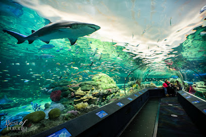 Ripley’s Aquarium Of Canada