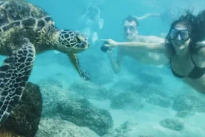 Hawaii Turtle Tours image