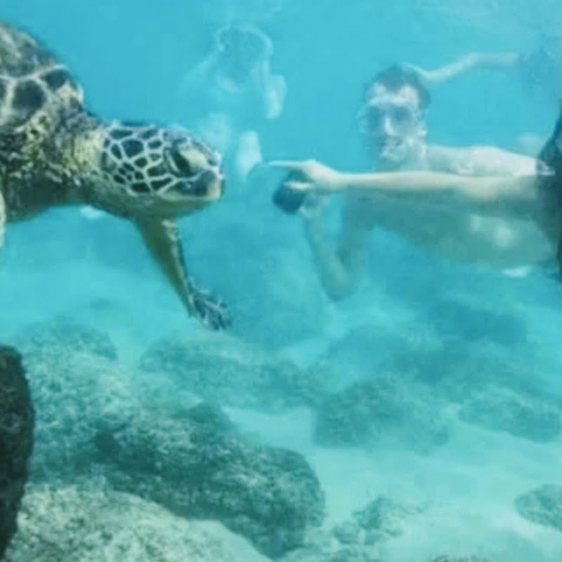 Hawaii Turtle Tours