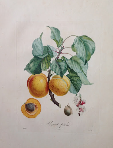 Map Store «Carolina Antique Maps and Prints», reviews and photos, 91 Church St, Charleston, SC 29401, USA