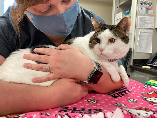 Cat Clinic of Johnson County image