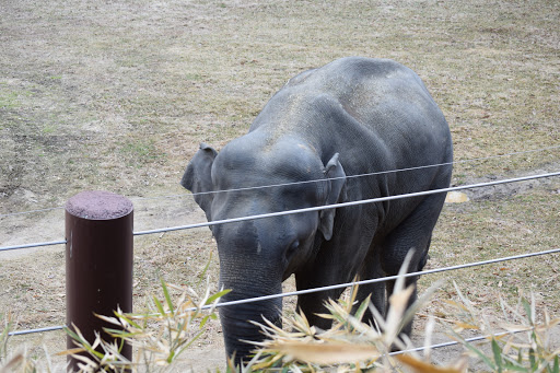 Tourist Attraction «Elephant Trails», reviews and photos, 3001 Connecticut Ave NW, Washington, DC 20008, USA