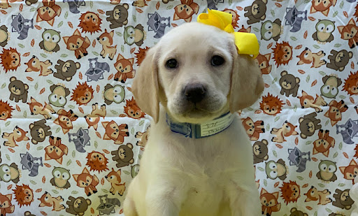 Pet Store «Happiness Is Pets», reviews and photos, 15 W Golf Rd, Arlington Heights, IL 60005, USA