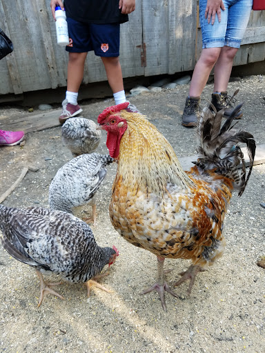 Museum «Coggeshall Farm Museum», reviews and photos, 1 Colt Dr, Bristol, RI 02809, USA