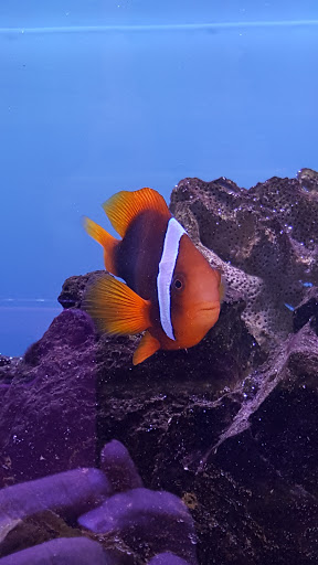 Tropical Fish Store «Aquariums By JJ», reviews and photos, 33 Hamburg Turnpike, Riverdale, NJ 07457, USA