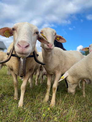 GAEC La Ferme de Miri'bêle à Miribel-les-Échelles