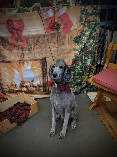 Pet Groomer «A Klassy Lassie, LLC», reviews and photos, 30 Old Jackson Rd, McDonough, GA 30252, USA