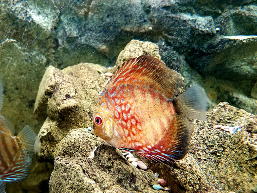 Pet Store «Oak Park Natural Pet & Fish», reviews and photos, 23 N Harlem Ave, Oak Park, IL 60302, USA