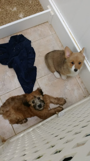 Pet Store «The Pet Shoppe», reviews and photos, 1284 NJ-35, Middletown, NJ 07748, USA