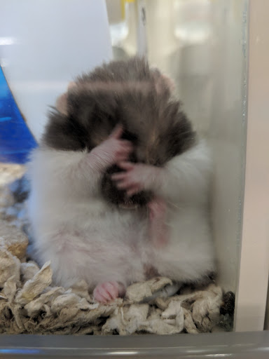 Pet Supply Store «Pet Supplies Plus», reviews and photos, 115 Richard B. Russell Parkway suite-110, Warner Robins, GA 31088, USA