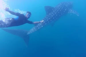 Diving Tours Mirissa image