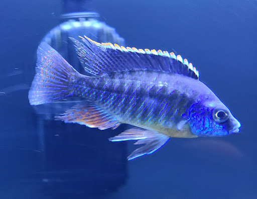Tropical Fish Store «Golden Fish Aquariums», reviews and photos, 7145 W Colfax Ave, Lakewood, CO 80214, USA