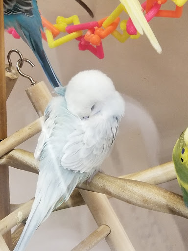 Pet Supply Store «Petco Animal Supplies», reviews and photos, 210 Franklin Rd #300, Brentwood, TN 37027, USA