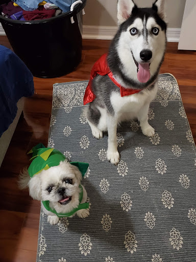 Pet Supply Store «Munchies Natural Pet Foods», reviews and photos, 3705 Tampa Rd # 11, Oldsmar, FL 34677, USA