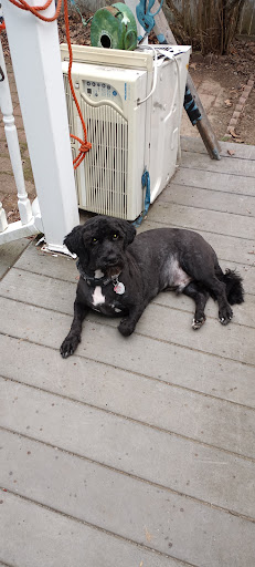 Pet Supply Store «PetSmart», reviews and photos, 160 Washington St #701, Rochester, NH 03839, USA