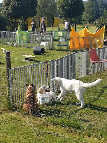 Rezensionen über Hundesport Reusstal in Aarau - Hundeschule