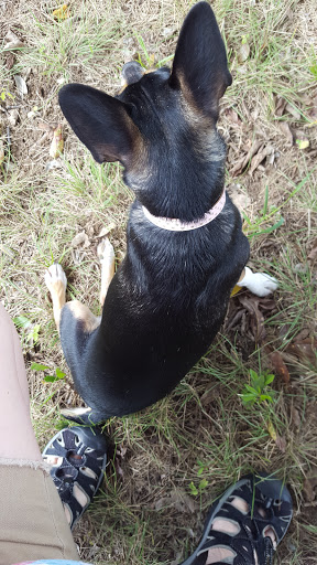 Dog Park «Freedom Dog Park», reviews and photos, 2675 Trophy Park Dr, Roanoke, TX 76262, USA