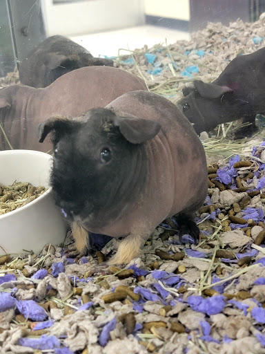 Pet Supply Store «Petco Animal Supplies», reviews and photos, 3300 Broadway St, Eureka, CA 95501, USA