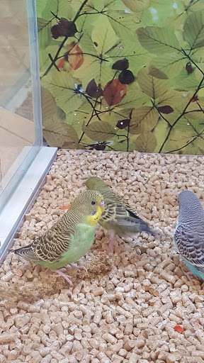 Pet Supply Store «PetSmart», reviews and photos, 1040 Cross Creek Dr, Saltillo, MS 38866, USA