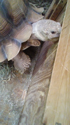 Pet Store «Just Pets», reviews and photos, 393 NY-5, Irving, NY 14081, USA