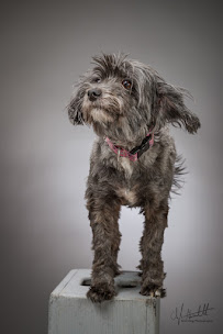 Gott Dog Photography - Photo 3 - Car repair in Raleigh, NC, Raleigh