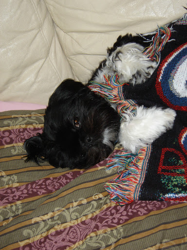 Pet Groomer «Weymouth Dog Shop», reviews and photos, 1192 Washington St, East Weymouth, MA 02189, USA