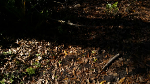 Park «Lake Rogers Park», reviews and photos, 9010 N Mobley Rd, Odessa, FL 33556, USA