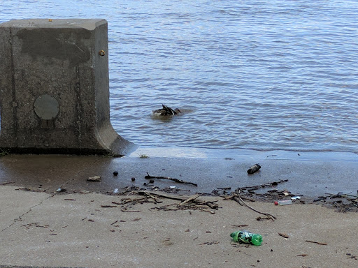 Cruise Agency «Belle of Louisville», reviews and photos, 401 W River Rd, Louisville, KY 40202, USA