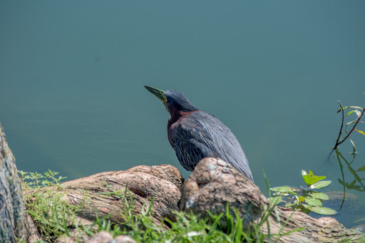 City Park «Celebration Park», reviews and photos, 701 Angel Pkwy, Allen, TX 75002, USA