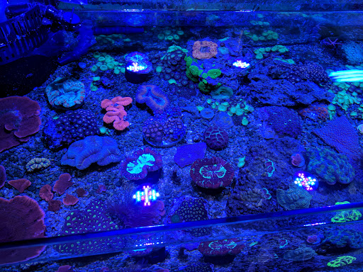 Tropical Fish Store «All Things Aquariums», reviews and photos, 30789 SW Boones Ferry Rd k, Wilsonville, OR 97070, USA