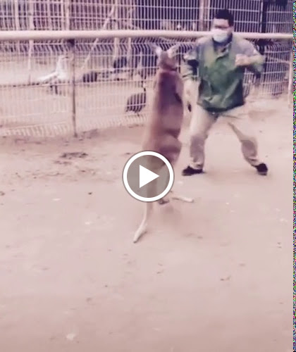 Zoo «Jr Pony Parties», reviews and photos, 1744 N Leonard Ln, Las Vegas, NV 89108, USA