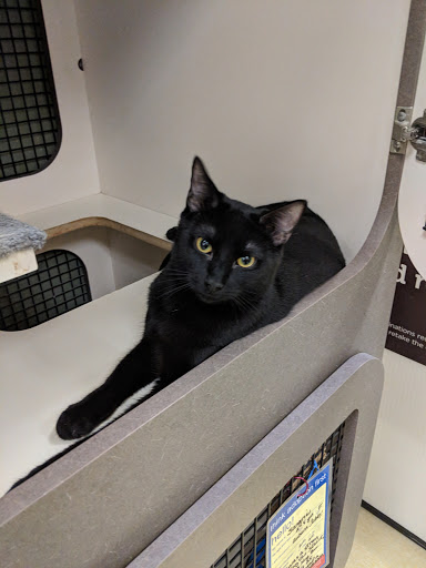 Pet Supply Store «Petco Animal Supplies», reviews and photos, 7434 Little River Turnpike, Annandale, VA 22003, USA