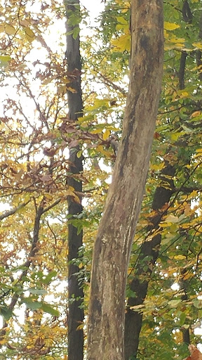 Gym «Colosseum Gym», reviews and photos, 9159 Red Branch Rd, Columbia, MD 21045, USA