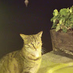 Photo n°1 de l'avis de Alessandra.i fait le 16/09/2020 à 22:07 sur le  La Capanna del Pescatore à Montefiascone