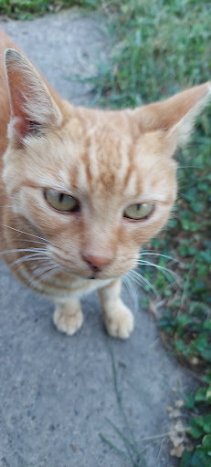 Pawn Shop «Prairie Creek Pawn Inc.», reviews and photos, 701 S Burlington Dr, Muncie, IN 47302, USA