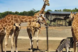 Giraffe lookout image