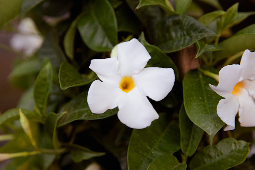 Pond Fish Supplier «The Funky Koi. Pet, Pond, Water Garden, Equine and Farm Supplies», reviews and photos, 41 Porter St, Berkley, MA 02779, USA