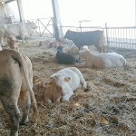 Photo n°10 de l'avis de Salvo.o fait le 19/09/2022 à 17:17 sur le  Agriturismo Torrettella à Caltanissetta