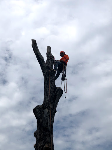 Saginaw-Keller-fort worth Tree Service