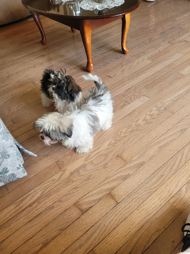 Pet Store «AA Ridgewood Kennels II», reviews and photos, 5401 Lincoln Hwy, Gap, PA 17527, USA