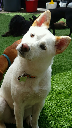 Dog Day Care Center «The Bowhaus Pet Company», reviews and photos, 2472 E Colorado Blvd, Pasadena, CA 91107, USA