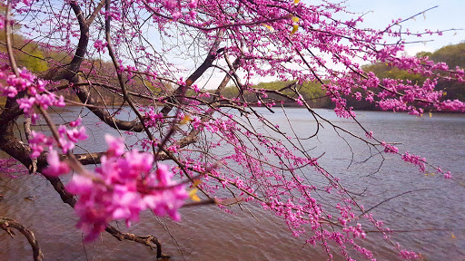 Park «Bull Run Regional Park», reviews and photos, 7700 Bull Run Dr, Centreville, VA 20121, USA