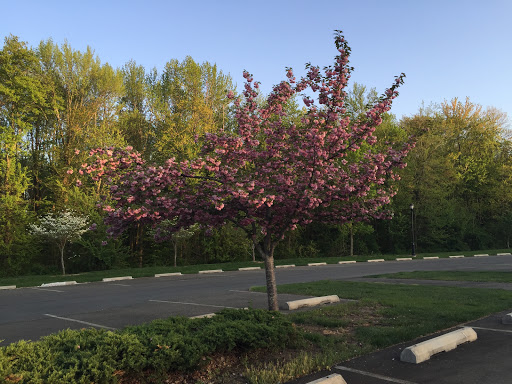 Park «Beech Woods Park», reviews and photos, 137 Beekman Rd, Kendall Park, NJ 08824, USA