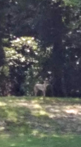 Golf Course «Sea Scape Golf Links», reviews and photos, 300 W Eckner St, Kitty Hawk, NC 27949, USA