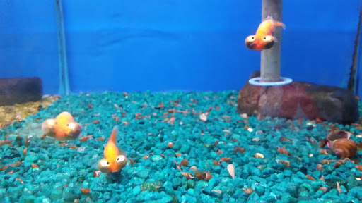 Pet Store «Alamo Aquatic Pets», reviews and photos, 6504 Bandera Rd, San Antonio, TX 78238, USA