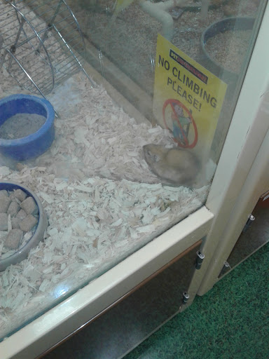 Pet Supply Store «Pet Supermarket, Inc.», reviews and photos, 18445 US-41, Lutz, FL 33549, USA