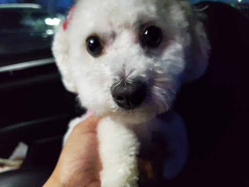 Pet Supply Store «PetSmart», reviews and photos, 2347 N Telegraph Rd, Monroe, MI 48162, USA