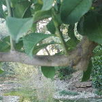 Photo n°2 de l'avis de Giuseppe.i fait le 25/08/2017 à 14:58 sur le  Agriturismo Terranova à Pisticci